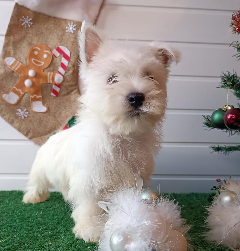 ARPEGE, Femelle née le 28/08/2025  LOF 