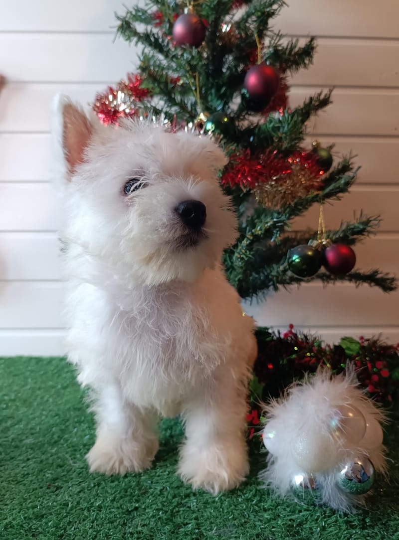 ARPEGE, Femelle née le 28/08/2025  LOF 