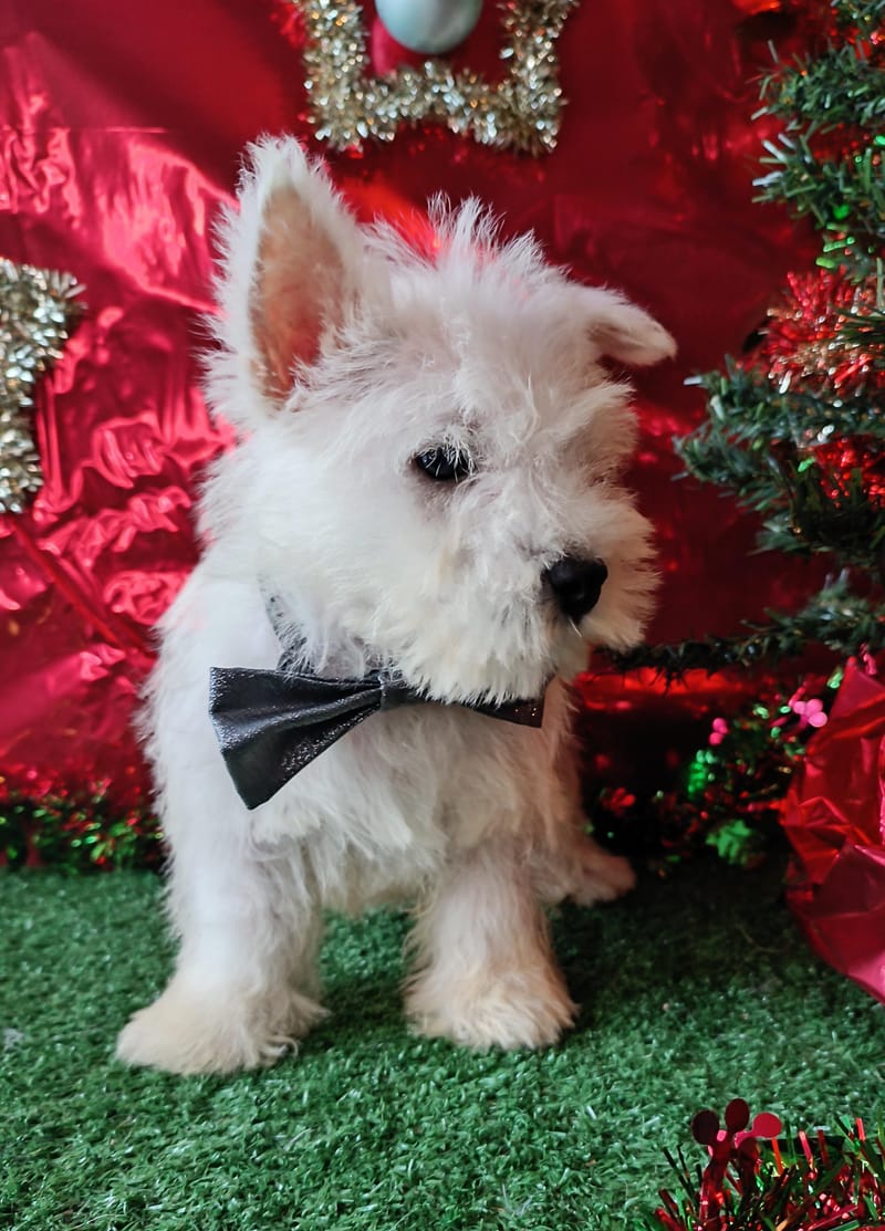  ASTON, mâle né le 28/08/2025 LOF