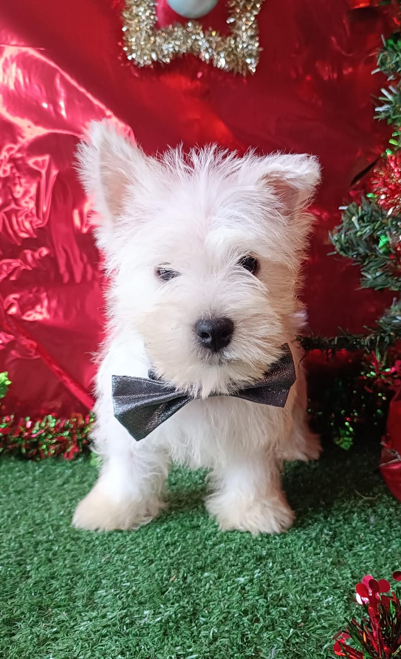  ASTON, mâle né le 28/08/2025 LOF