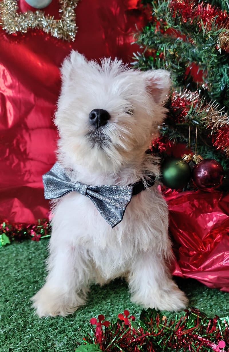  ASTON, mâle né le 28/08/2025 LOF