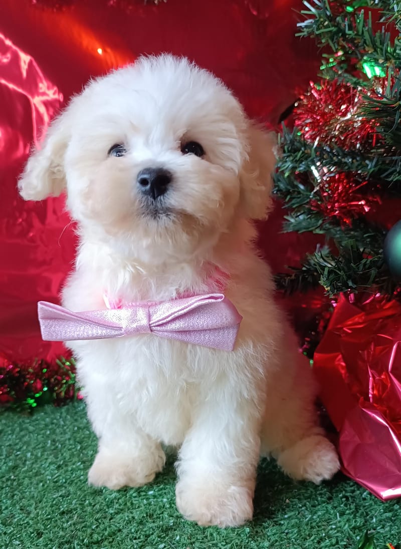 ALISON, Femelle née le 26/08/2025 non LOF (parents LOF)