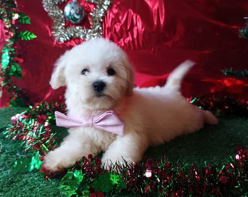 ALISON, Femelle née le 26/08/2025 non LOF (parents LOF)