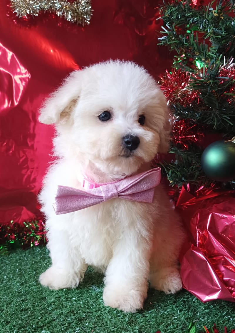 ALISON, Femelle née le 26/08/2025 non LOF (parents LOF)