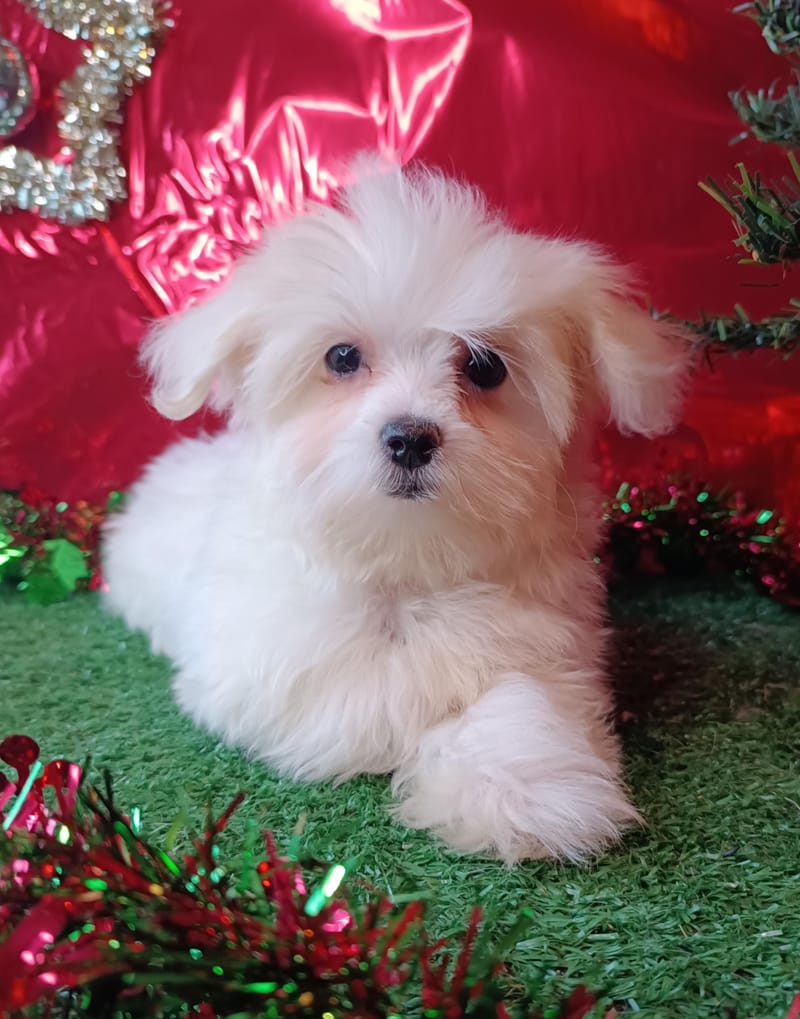 ANDREA, femelle née le 10/08/2025 non LOF (parents LOF)