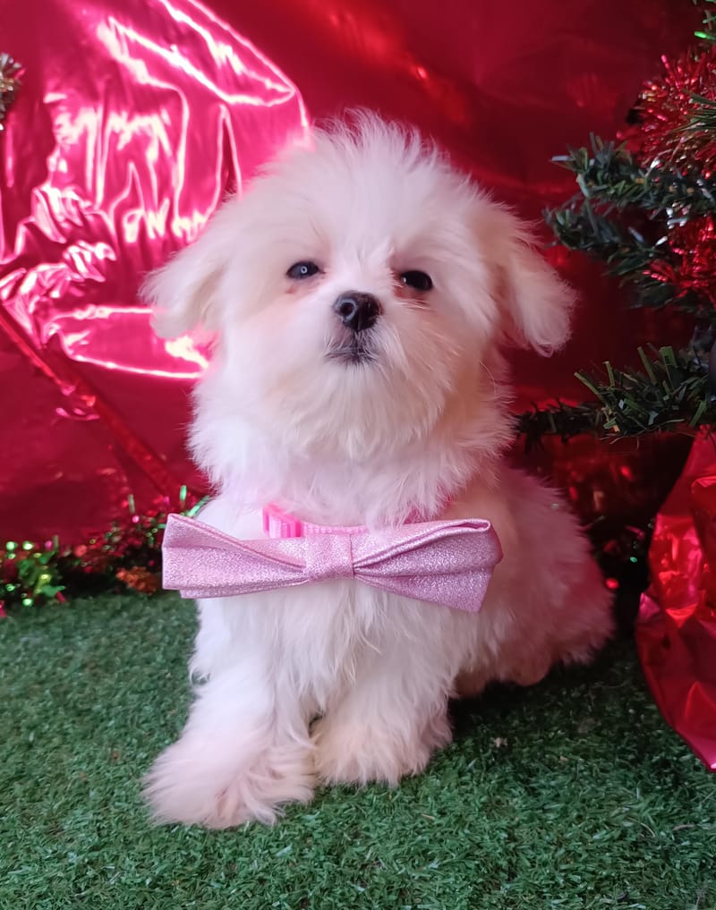 ANDREA, femelle née le 10/08/2025 non LOF (parents LOF)