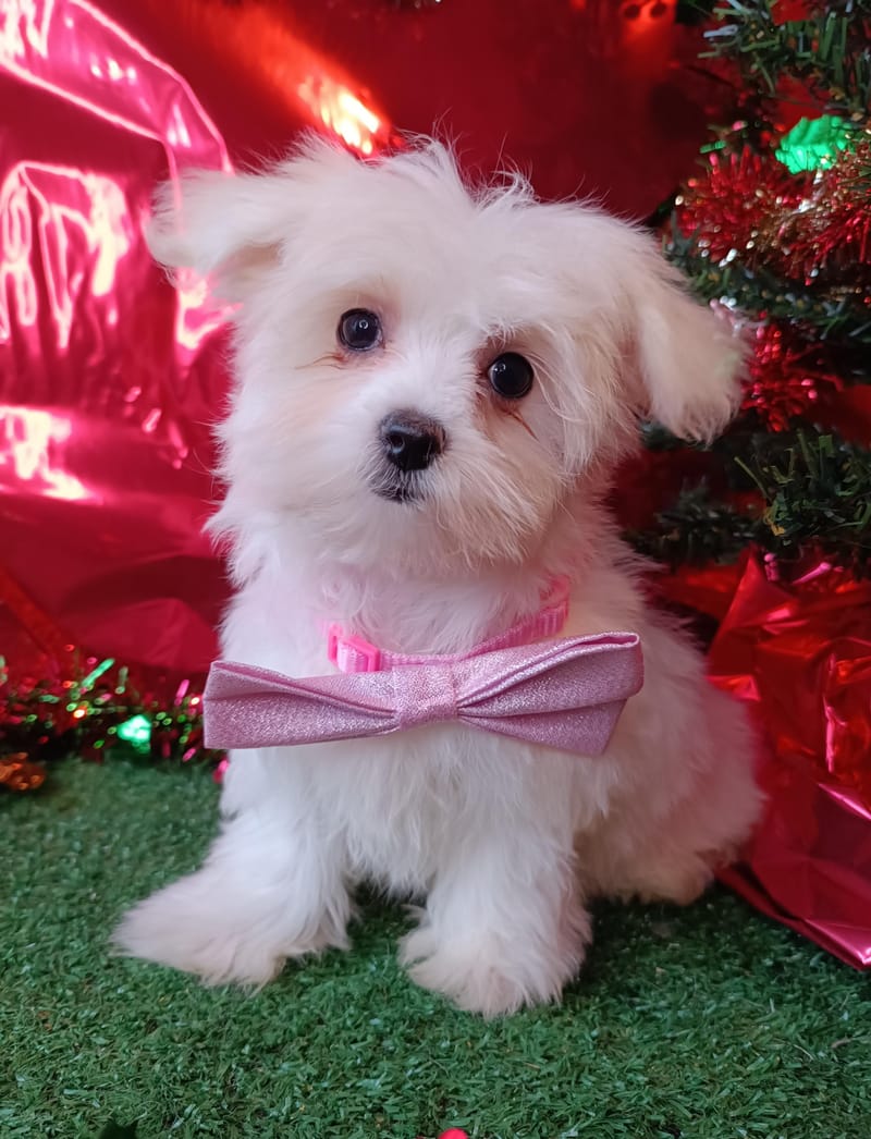 ANDREA, femelle née le 10/08/2025 non LOF (parents LOF)