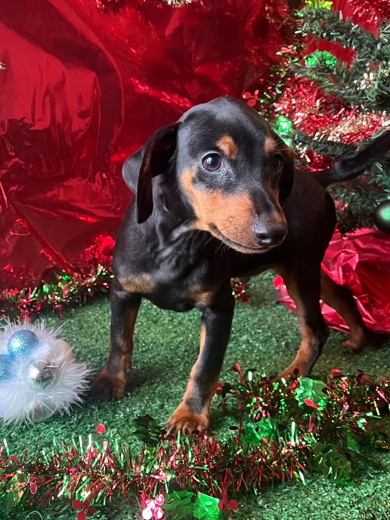 AZTEK,Mâle Pinscher Nain né le 06/08/2025 non lof (parents LOF)