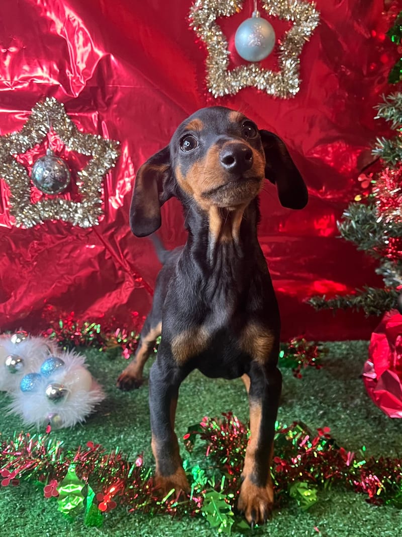 AZTEK,Mâle Pinscher Nain né le 06/08/2025 non lof (parents LOF)