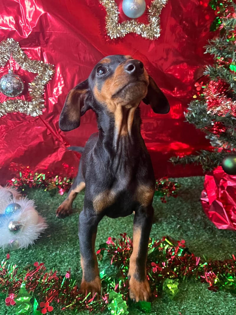 AZTEK,Mâle Pinscher Nain né le 06/08/2025 non lof (parents LOF)