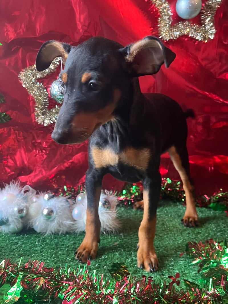 Aston, male né le 28/07/25 lof (parents LOF)