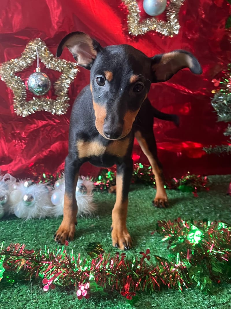 Aston, male né le 28/07/25 lof (parents LOF)