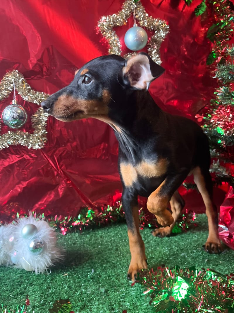 Aston, male né le 28/07/25 lof (parents LOF)