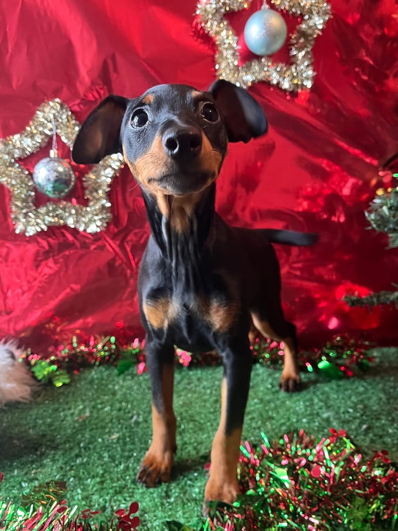 Alesia, femelle née le 28/07/25 lof (parents LOF)