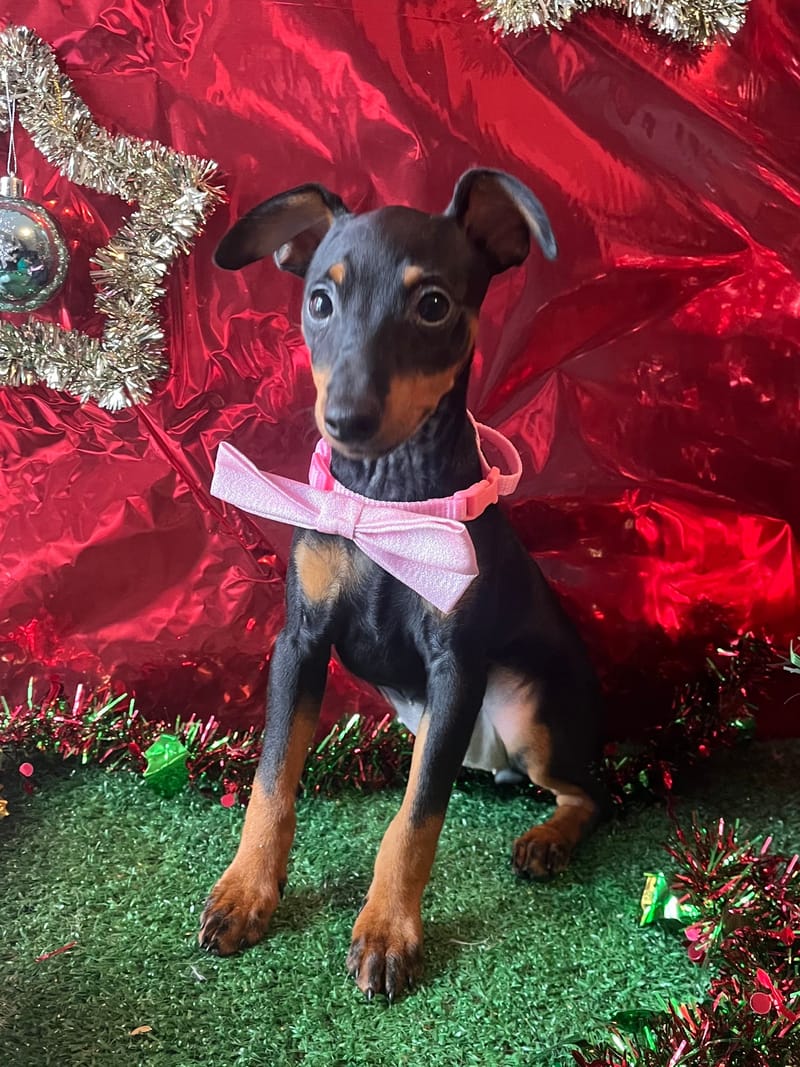 Alesia, femelle née le 28/07/25 lof (parents LOF)