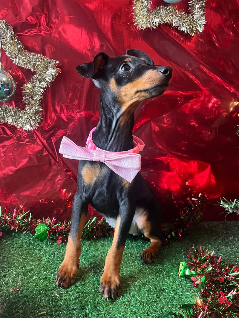 Alesia, femelle née le 28/07/25 lof (parents LOF)