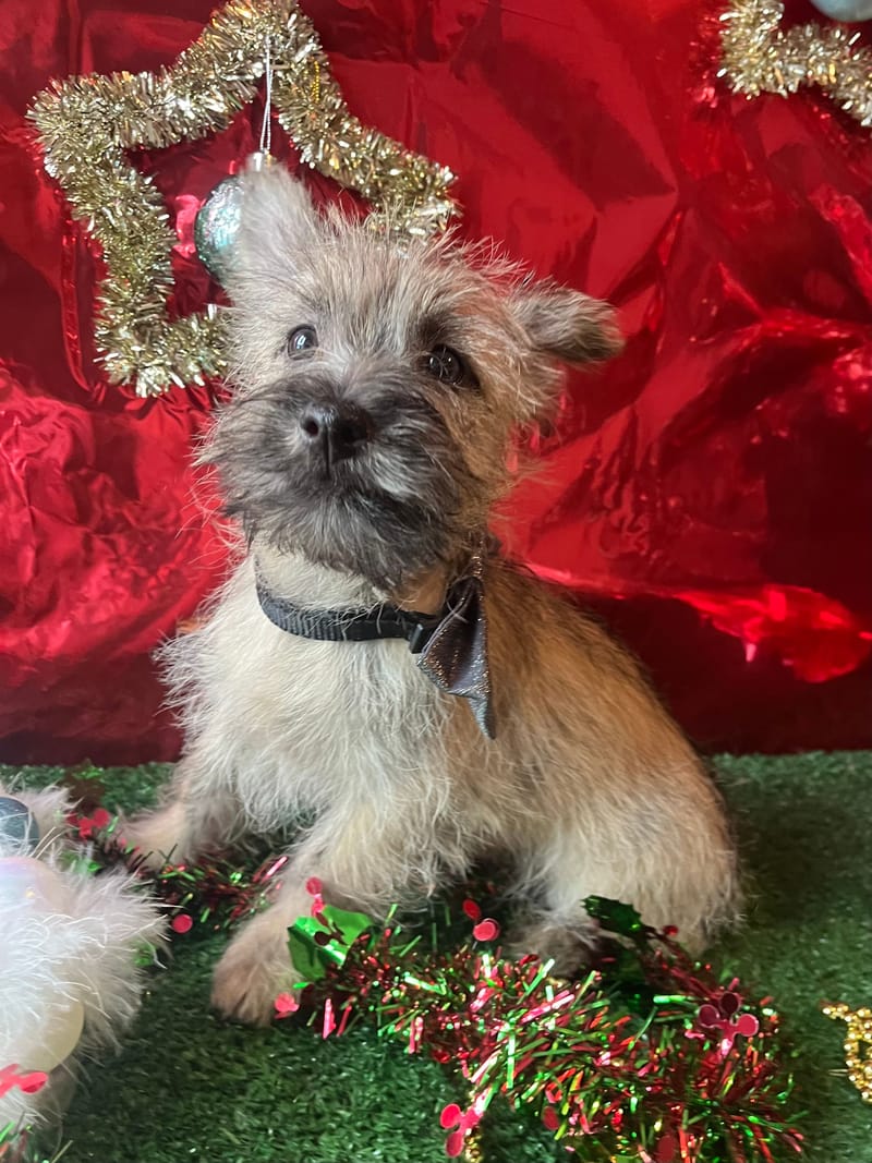 ARTUS,Mâle né le 16/08/2025 non lof (parents LOF)