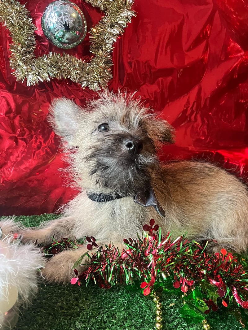 ARTUS,Mâle né le 16/08/2025 non lof (parents LOF)