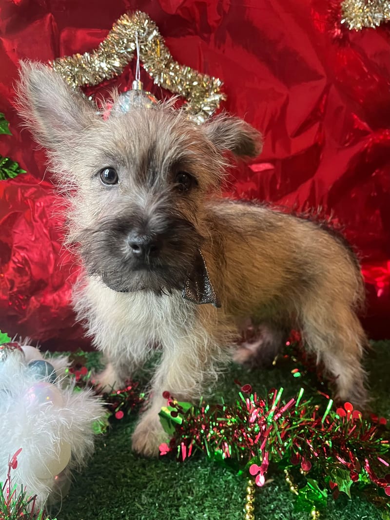 ARTUS,Mâle né le 16/08/2025 non lof (parents LOF)