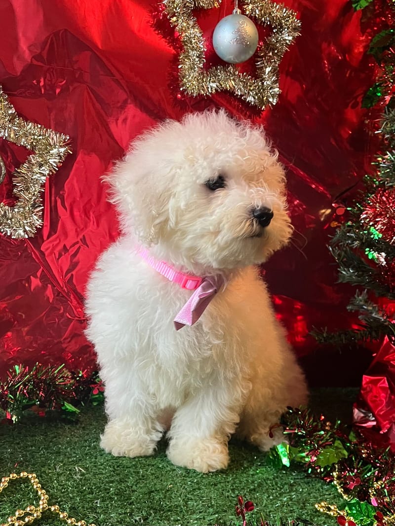 ALKA, femelle née le 26/08/2025 non lof (parents LOF)