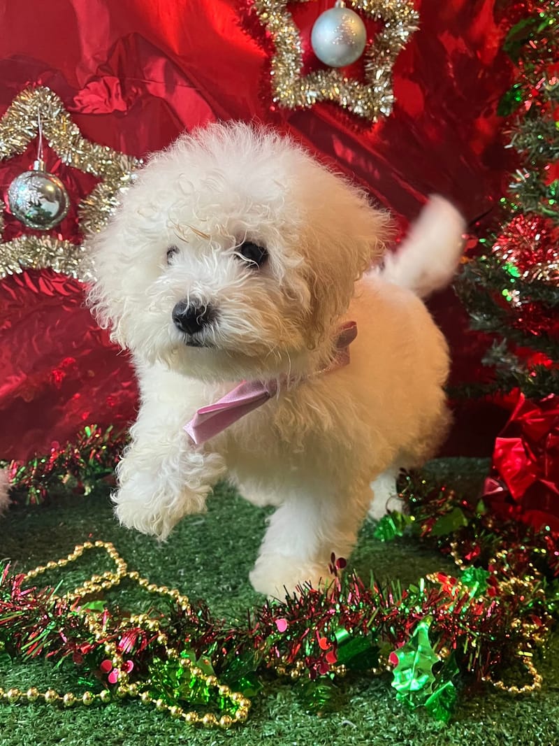 ALKA, femelle née le 26/08/2025 non lof (parents LOF)