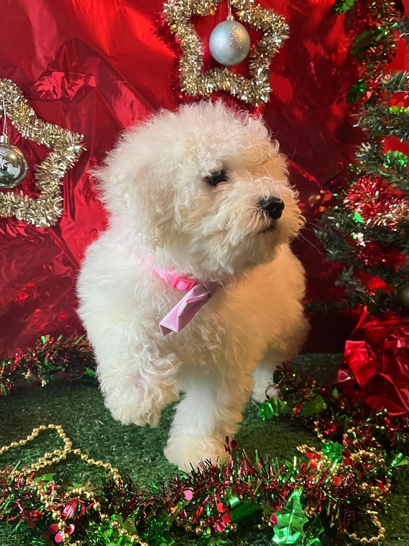 ALKA, femelle née le 26/08/2025 non lof (parents LOF)