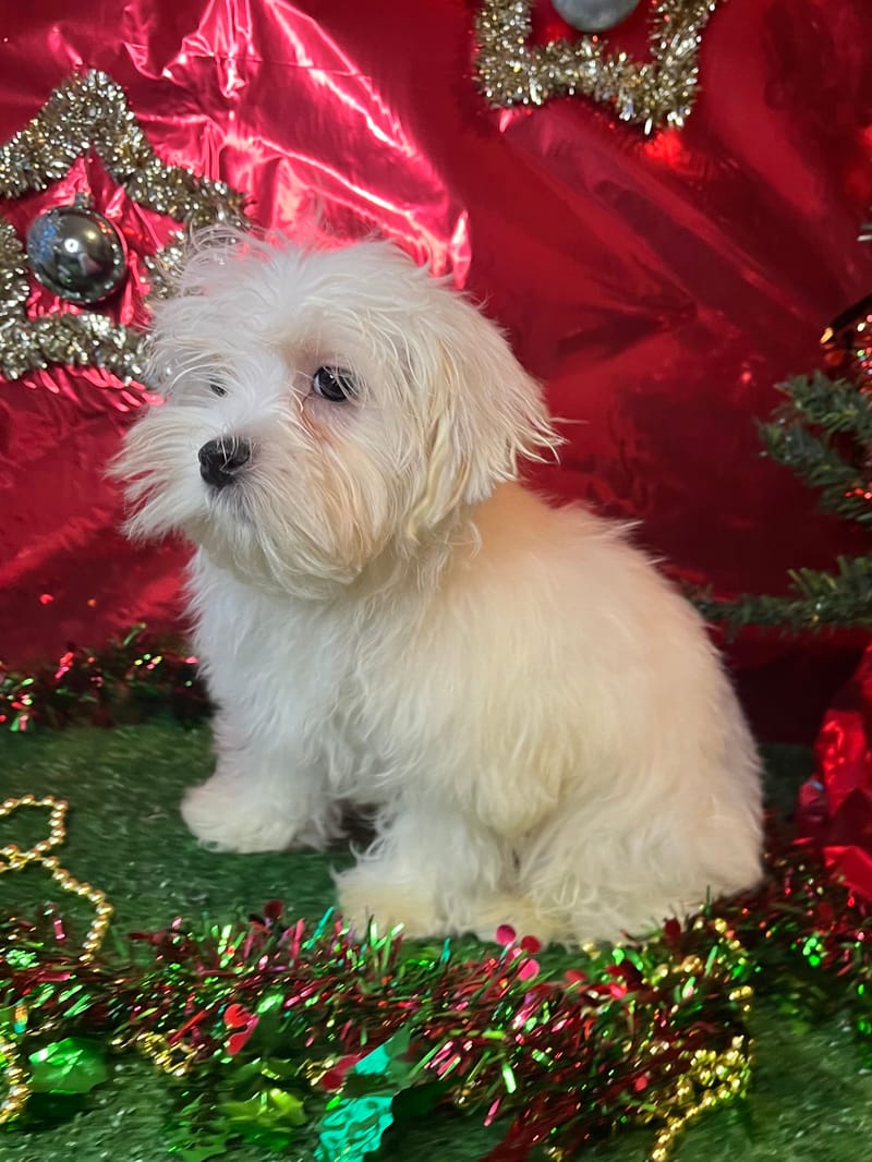 ANIS, mâle né le 29/07/2025 non lof (parents LOF)