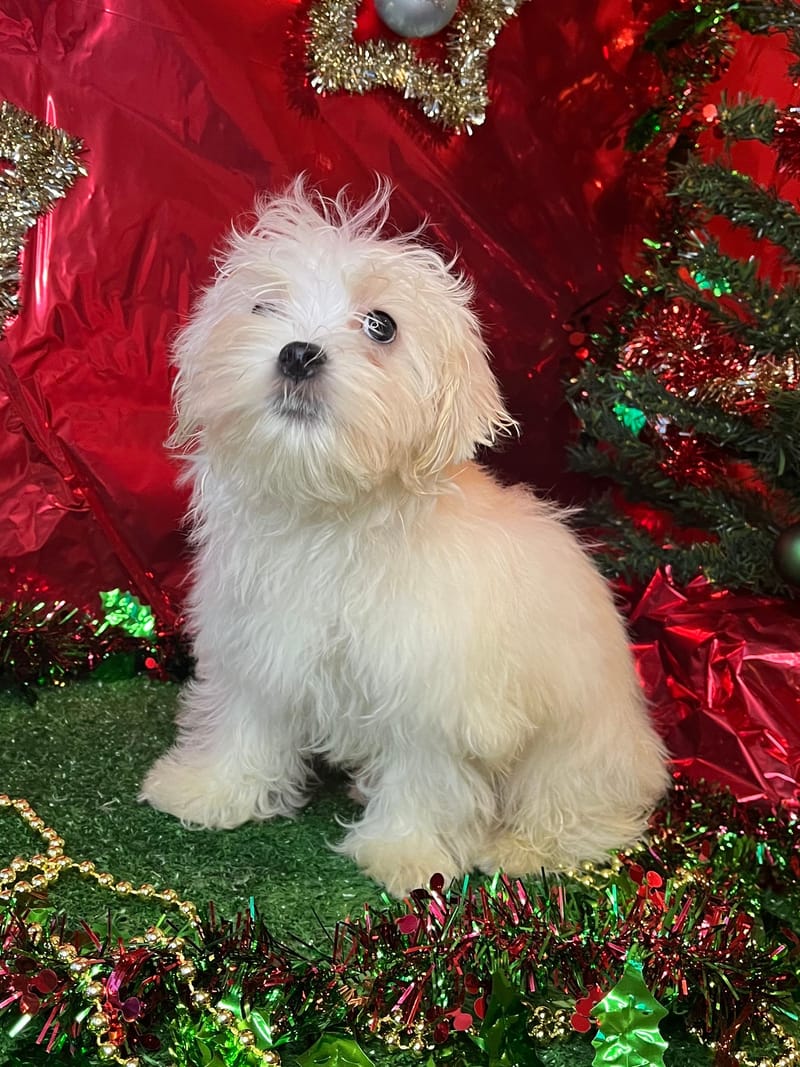 ANIS, mâle né le 29/07/2025 non lof (parents LOF)