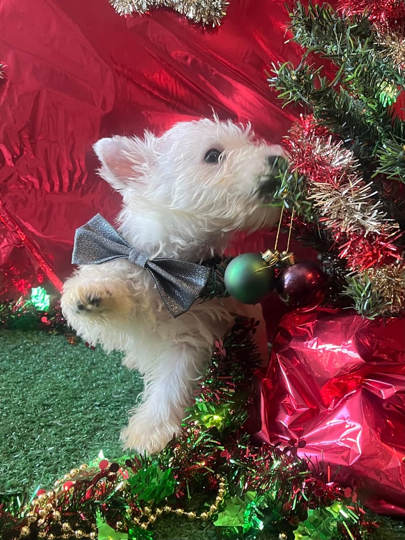 ANKOR, Mâle né le 28/08/2025  LOF