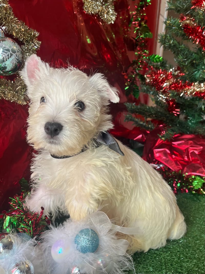 ANKOR, Mâle né le 28/08/2025  LOF