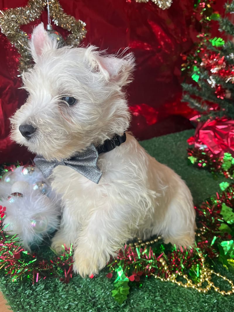 ANKOR, Mâle né le 28/08/2025  LOF