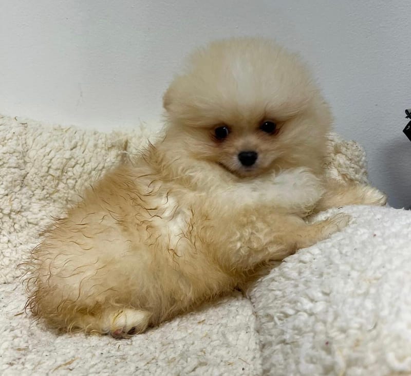 Aston, Spitz mâle né le 28/08/25 Non LOF ( Parents LOF)