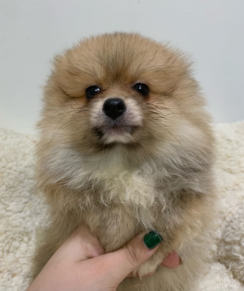 Asics, Spitz mâle né le 28/08/25 Non LOF ( parents LOF)