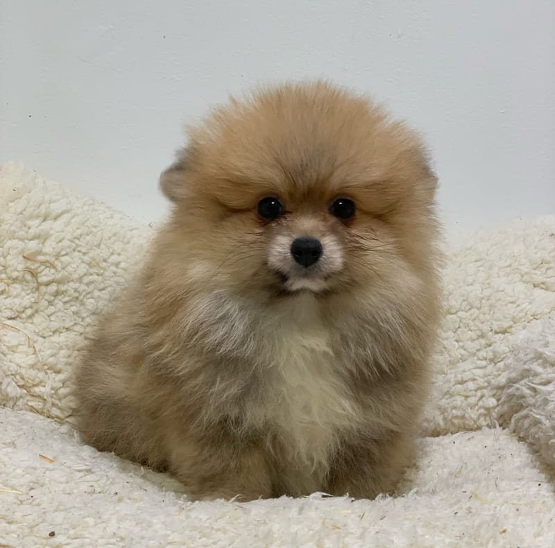 Asics, Spitz mâle né le 28/08/25 Non LOF ( parents LOF)