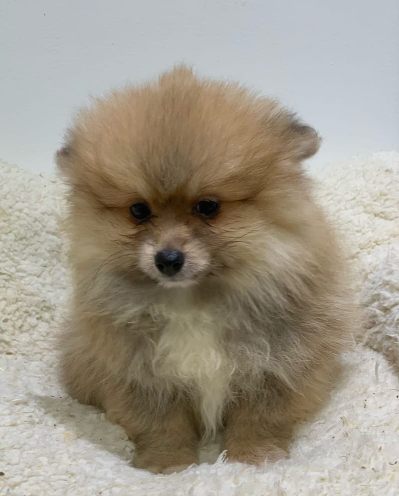 Asics, Spitz mâle né le 28/08/25 Non LOF ( parents LOF)