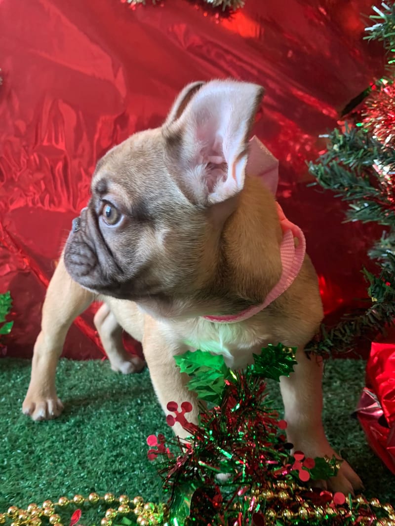 Asia, femelle née le 06/08/2025 non LOF (parents LOF)