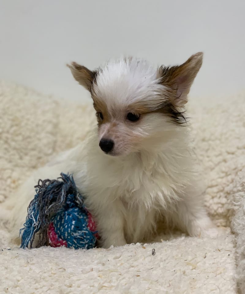 Atchy, Epagneul Papillon, mâle né le 31/08/25 Lof