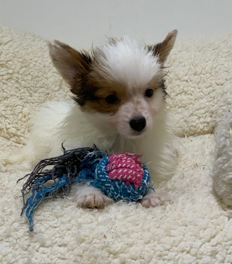 Atchy, Epagneul Papillon, mâle né le 31/08/25 Lof