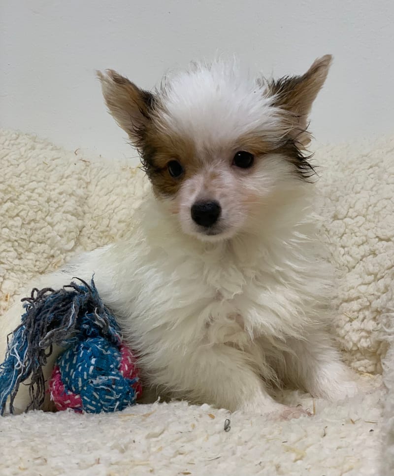 Atchy, Epagneul Papillon, mâle né le 31/08/25 Lof