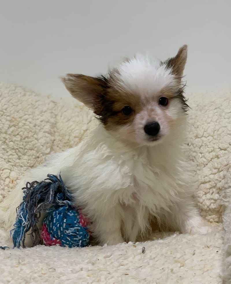 Atchy, Epagneul Papillon, mâle né le 31/08/25 Lof