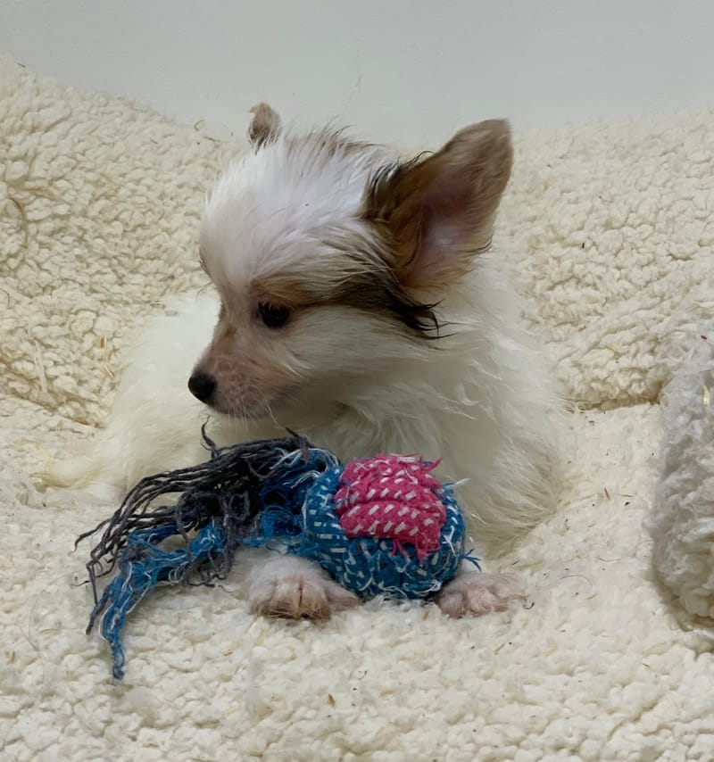 Atchy, Epagneul Papillon, mâle né le 31/08/25 Lof