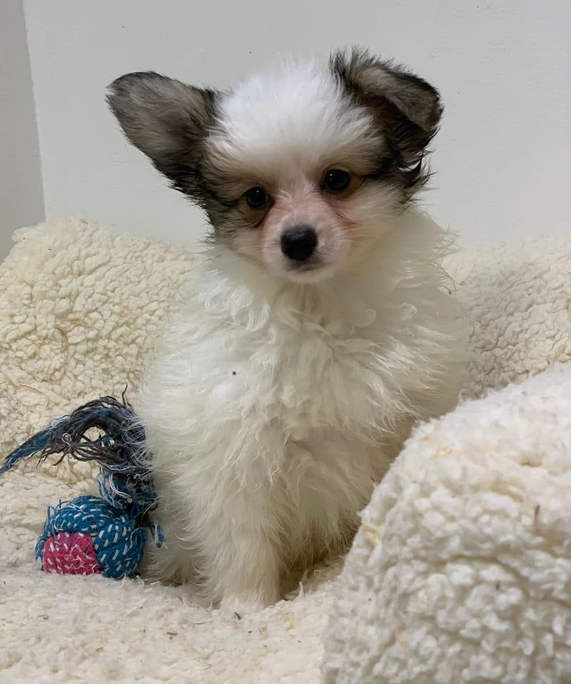 Anouka, Epagneul Papillon? Femelle, née le 31/08/25 LOF