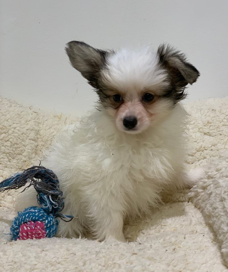 Anouka, Epagneul Papillon? Femelle, née le 31/08/25 LOF