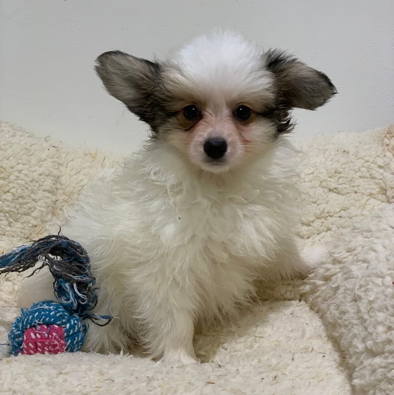 Anouka, Epagneul Papillon? Femelle, née le 31/08/25 LOF