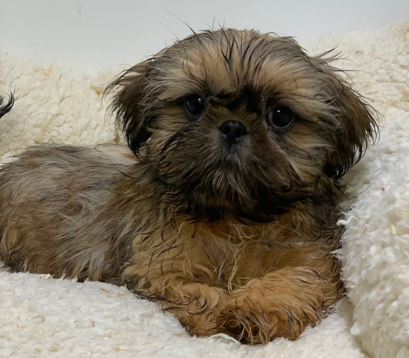 Aztek, Shih Tzu mâle né le 21/08/25 Non LOF (Parents LOF)