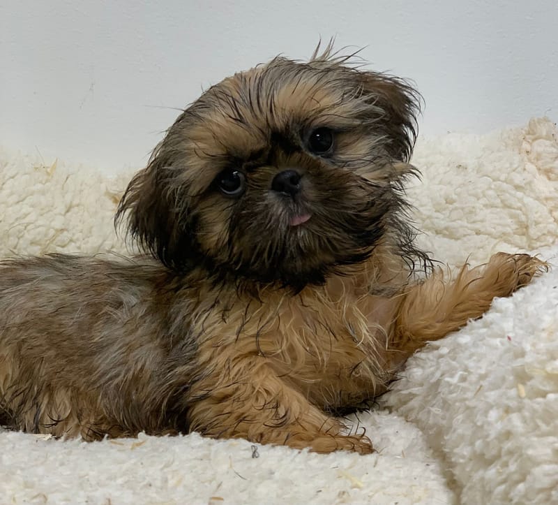 Aztek, Shih Tzu mâle né le 21/08/25 Non LOF (Parents LOF)