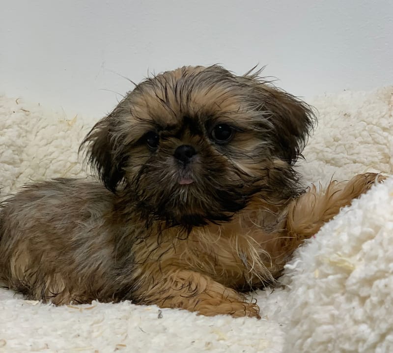 Aztek, Shih Tzu mâle né le 21/08/25 Non LOF (Parents LOF)