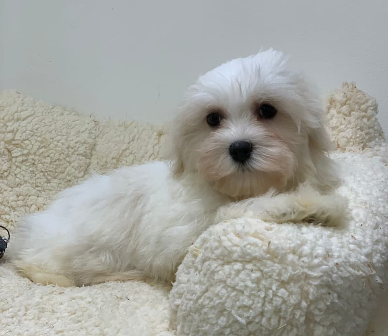 Anis, Bichon maltais mâle né le 24/08/25 LOF