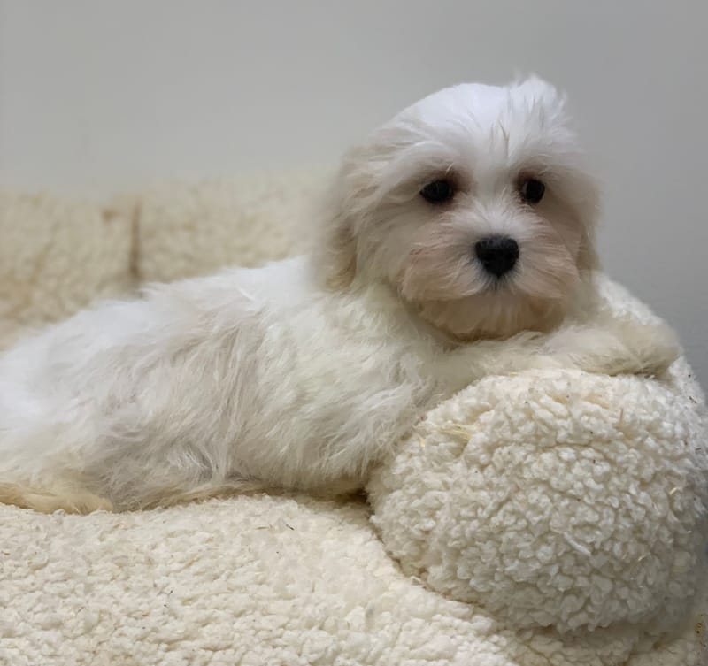 Anis, Bichon maltais mâle né le 24/08/25 LOF