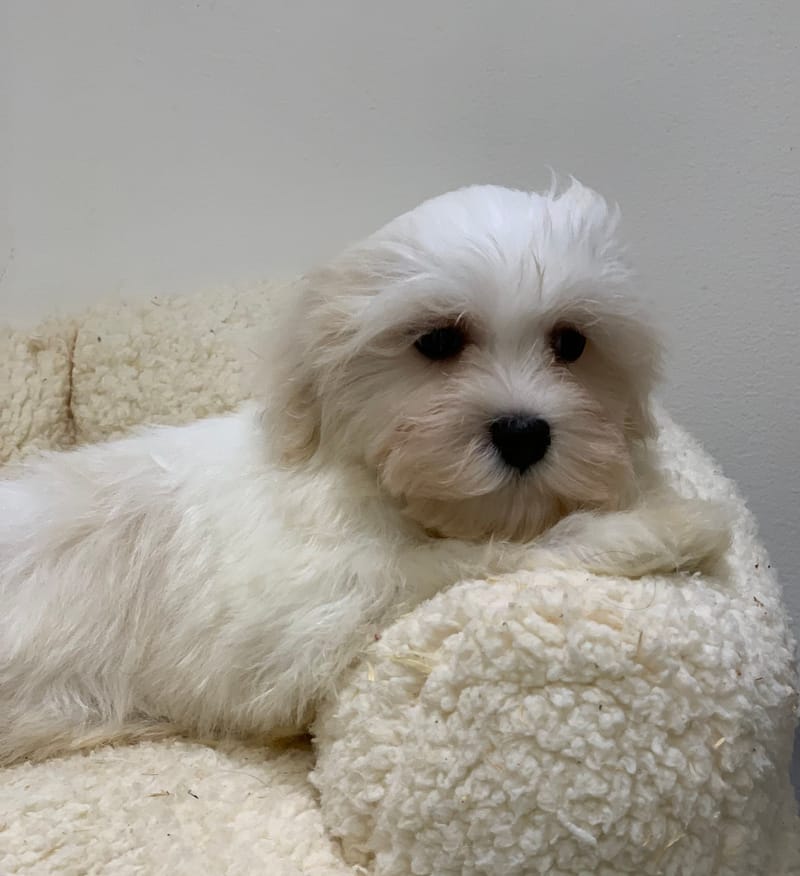 Anis, Bichon maltais mâle né le 24/08/25 LOF